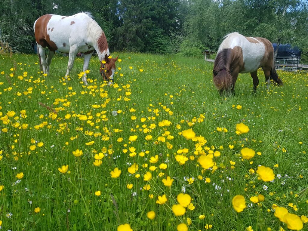 Dieses Bild hat ein leeres Alt-Attribut. Der Dateiname ist da19e1e3-81f3-4425-ade2-1fb435b92eeb-1024x768.jpg